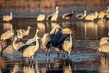 Sandhill Crane Bosque del Apache Dec 2018